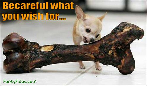 funny-dog-picture-careful-what-you-wish-for