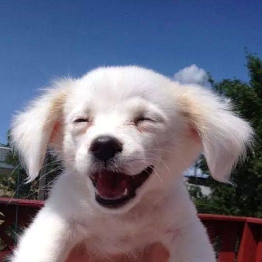 HappyPuppy