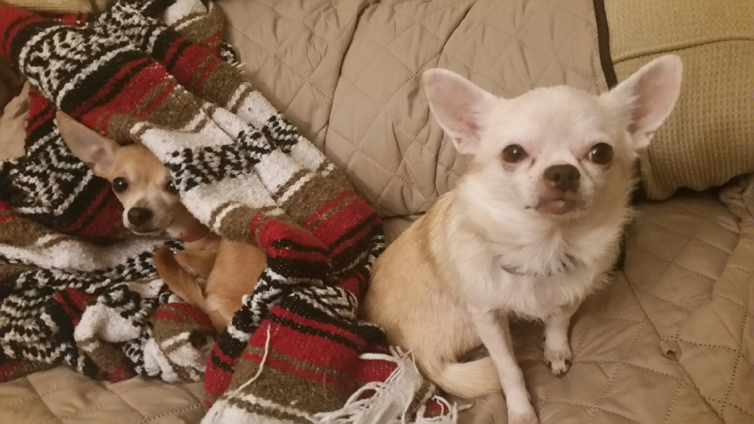 Pups