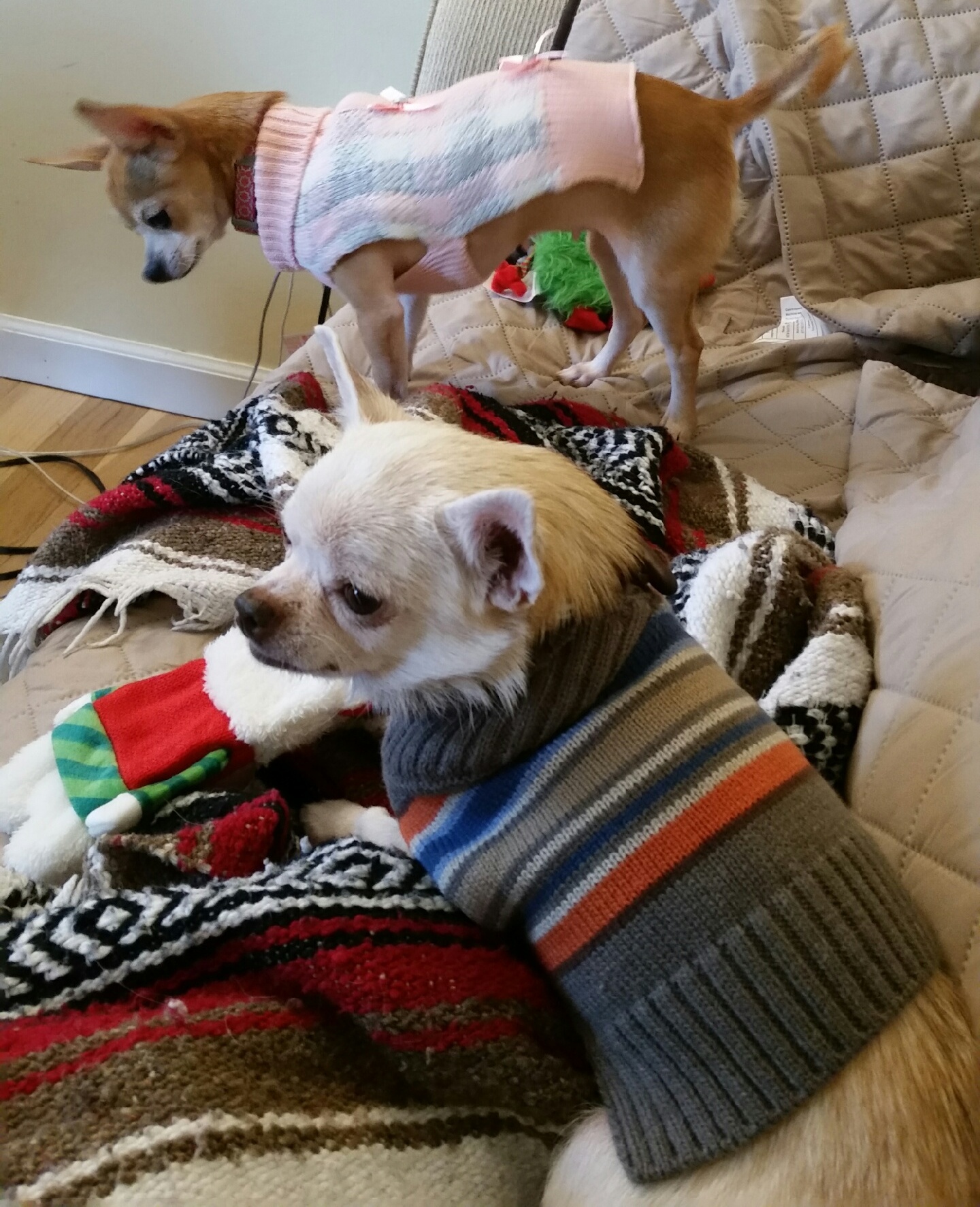 Pups3