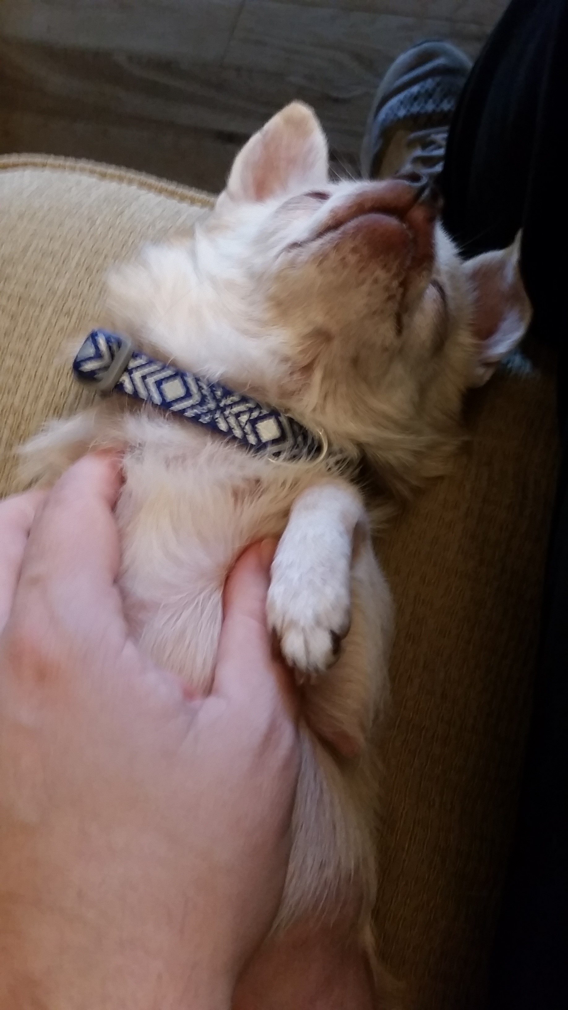 Pups4